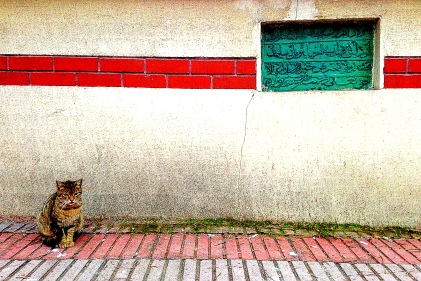 istanbul mosque cat